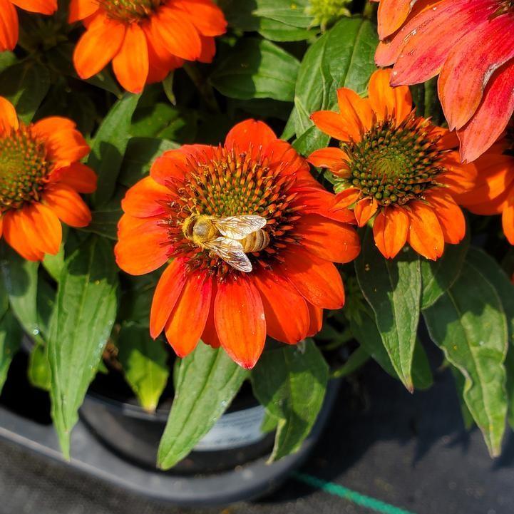 Echinacea 'Balsomstor' - Sombrero® Fiesta Orange Coneflower