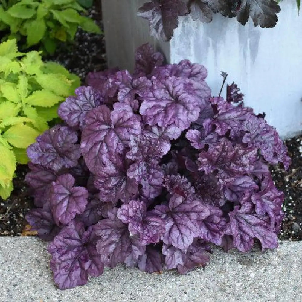 Dolce® Wildberry Heuchera 1 GALLON Perennial