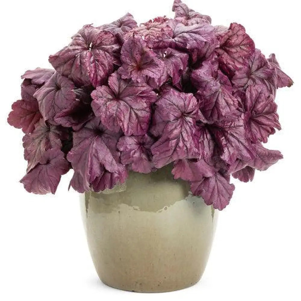 Dolce® Wildberry Heuchera 1 GALLON Perennial