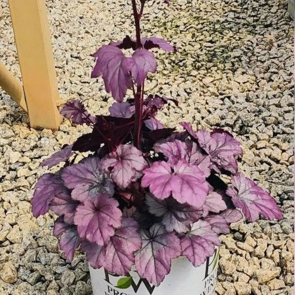 Dolce® Wildberry Heuchera 1 GALLON Perennial