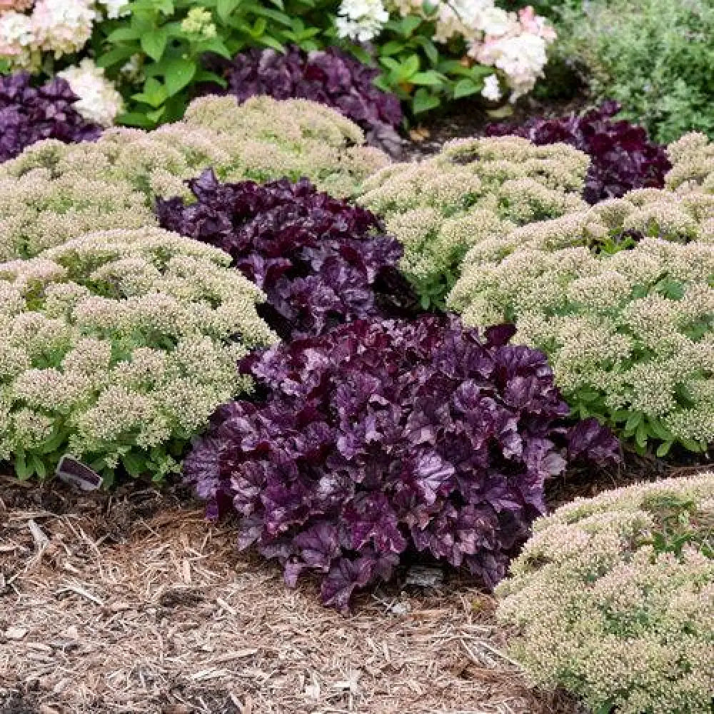Dolce® Wildberry Heuchera 1 GALLON Perennial