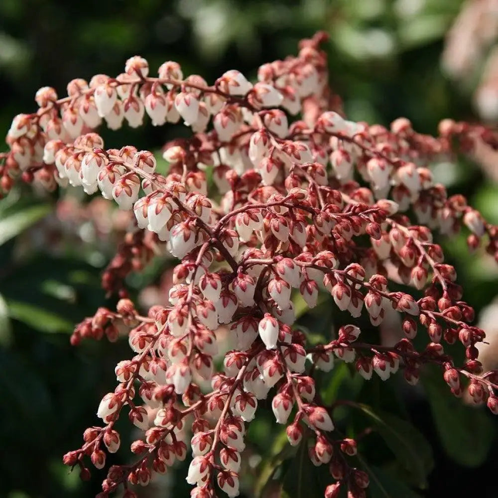 Dorothy Wyckoff Andromeda Shrub