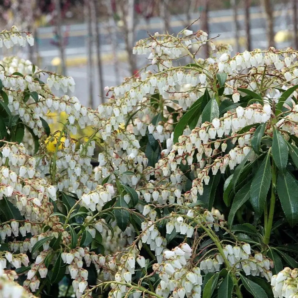Dorothy Wyckoff Andromeda Shrub