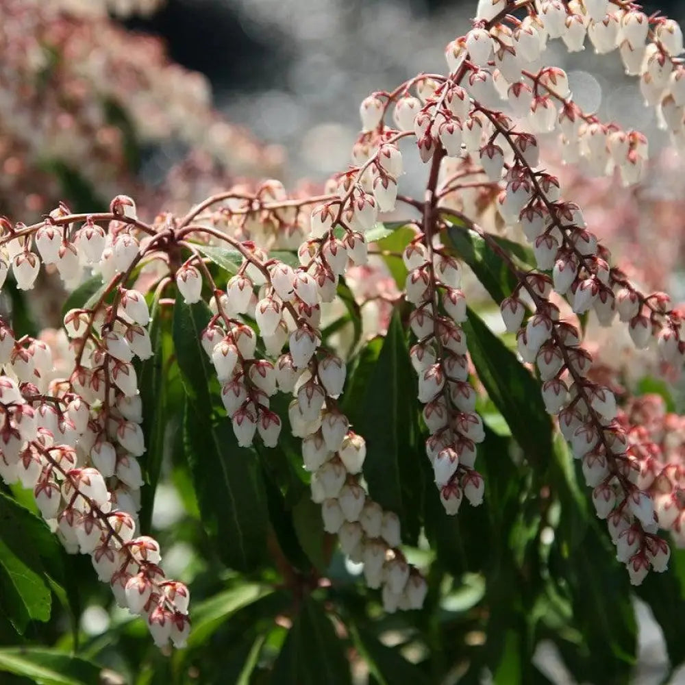 Dorothy Wyckoff Andromeda Shrub
