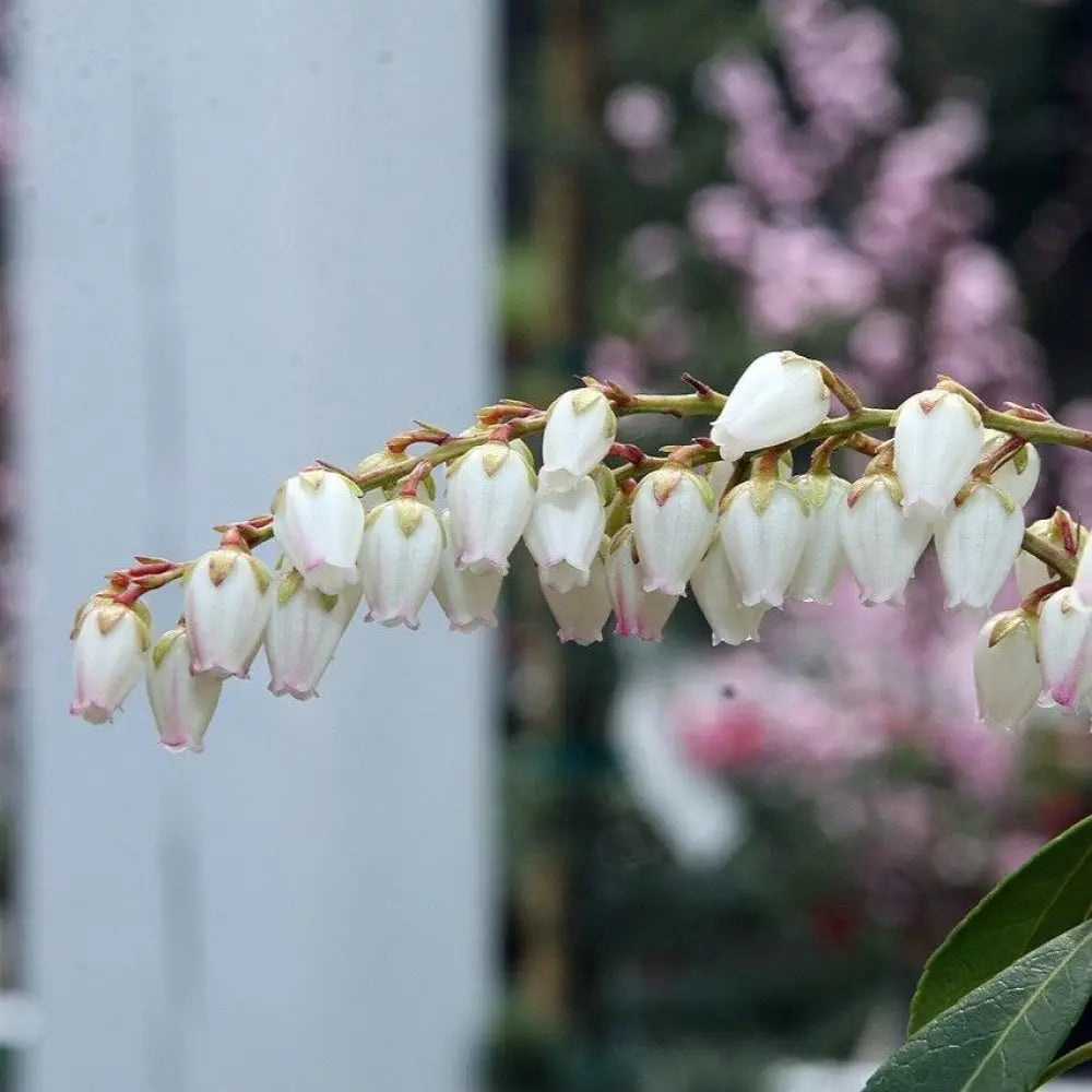 Dorothy Wyckoff Andromeda Shrub