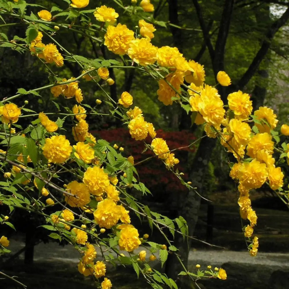 Double Japanese Kerria 3 GALLON Shrub