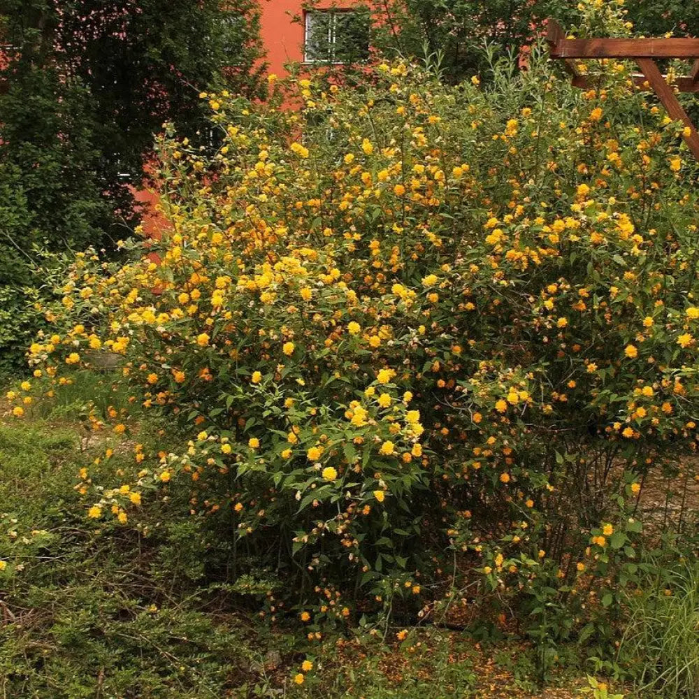 Double Japanese Kerria 3 GALLON Shrub