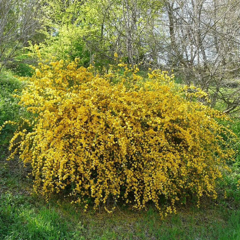 Double Japanese Kerria 3 GALLON Shrub
