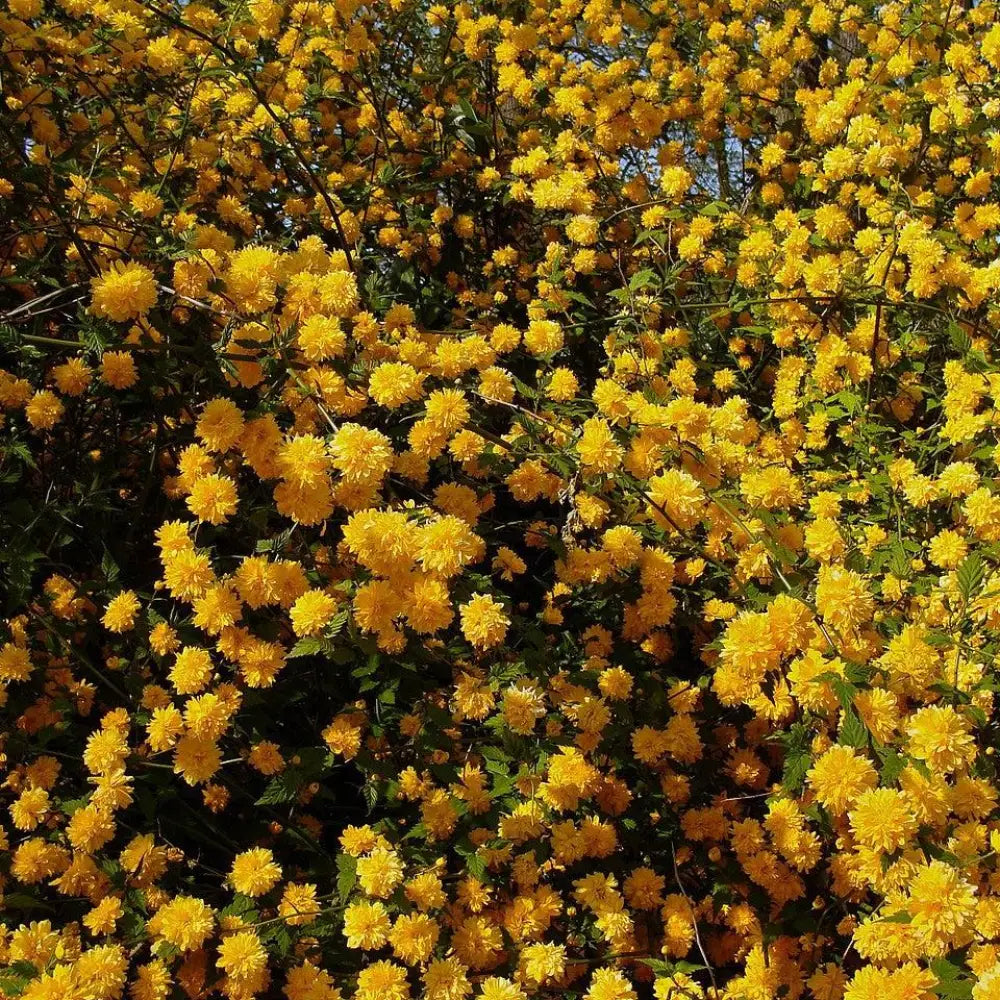 Double Japanese Kerria 3 GALLON Shrub