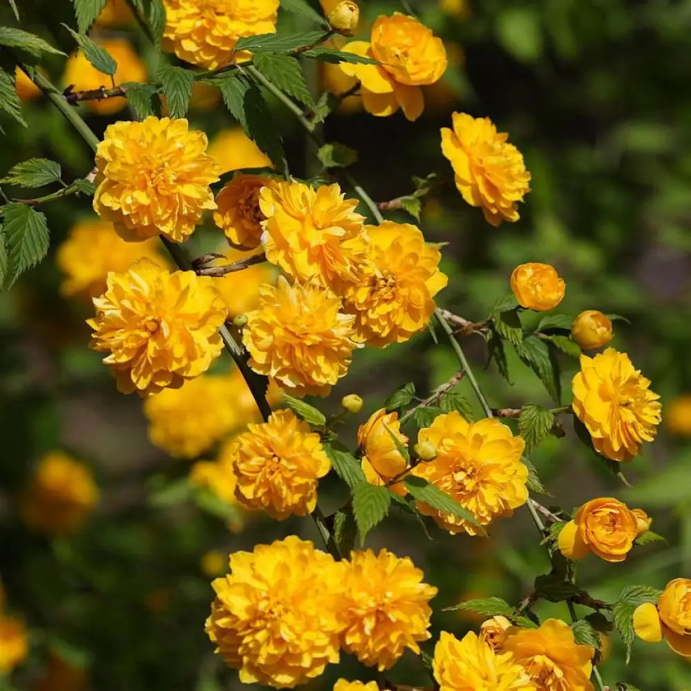 Double Japanese Kerria 3 GALLON Shrub
