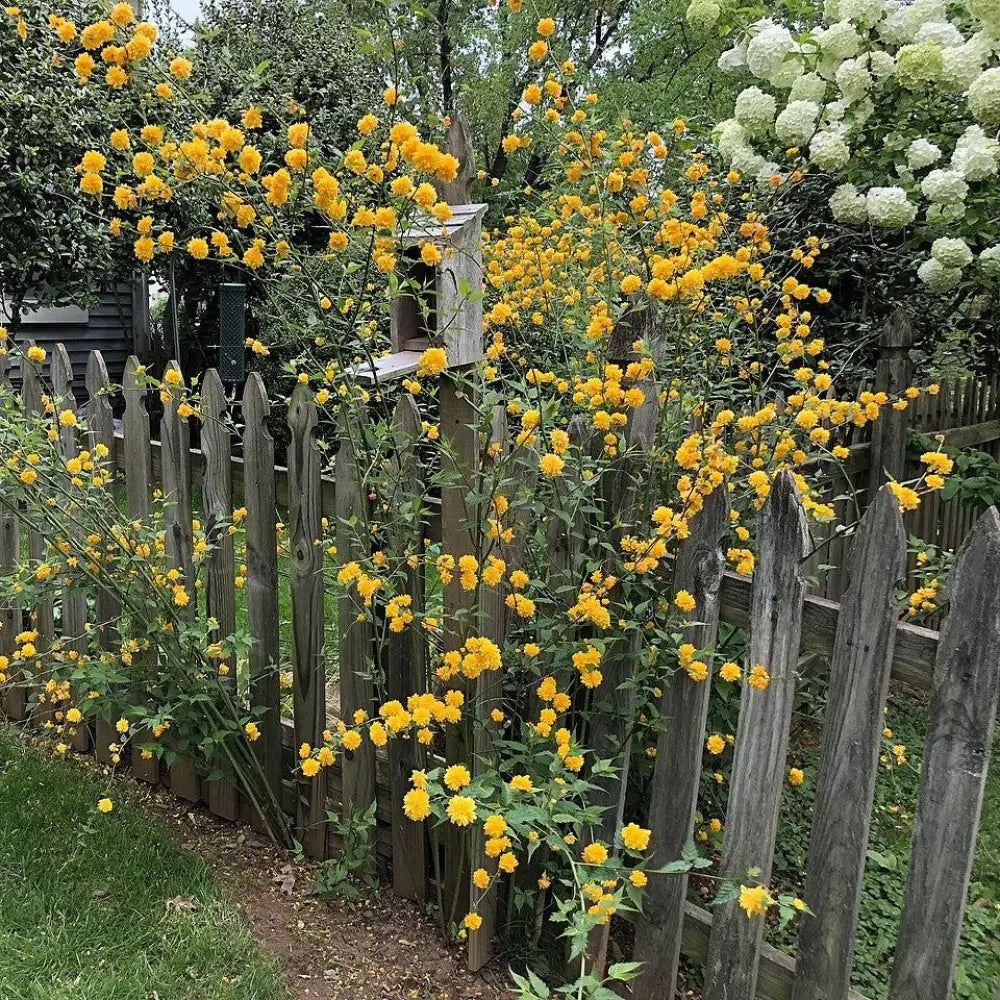 Double Japanese Kerria 3 GALLON Shrub