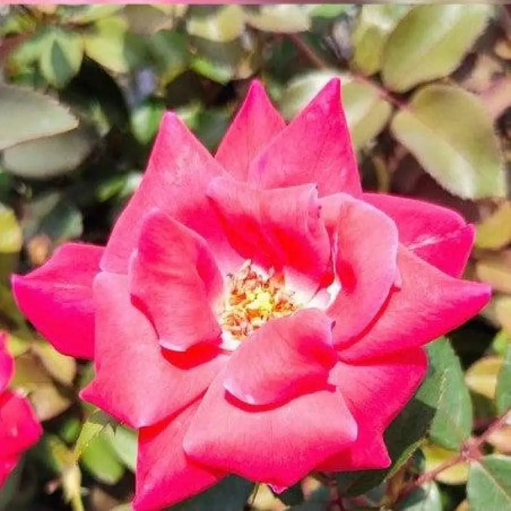 Double Knock Out® Rose Shrub