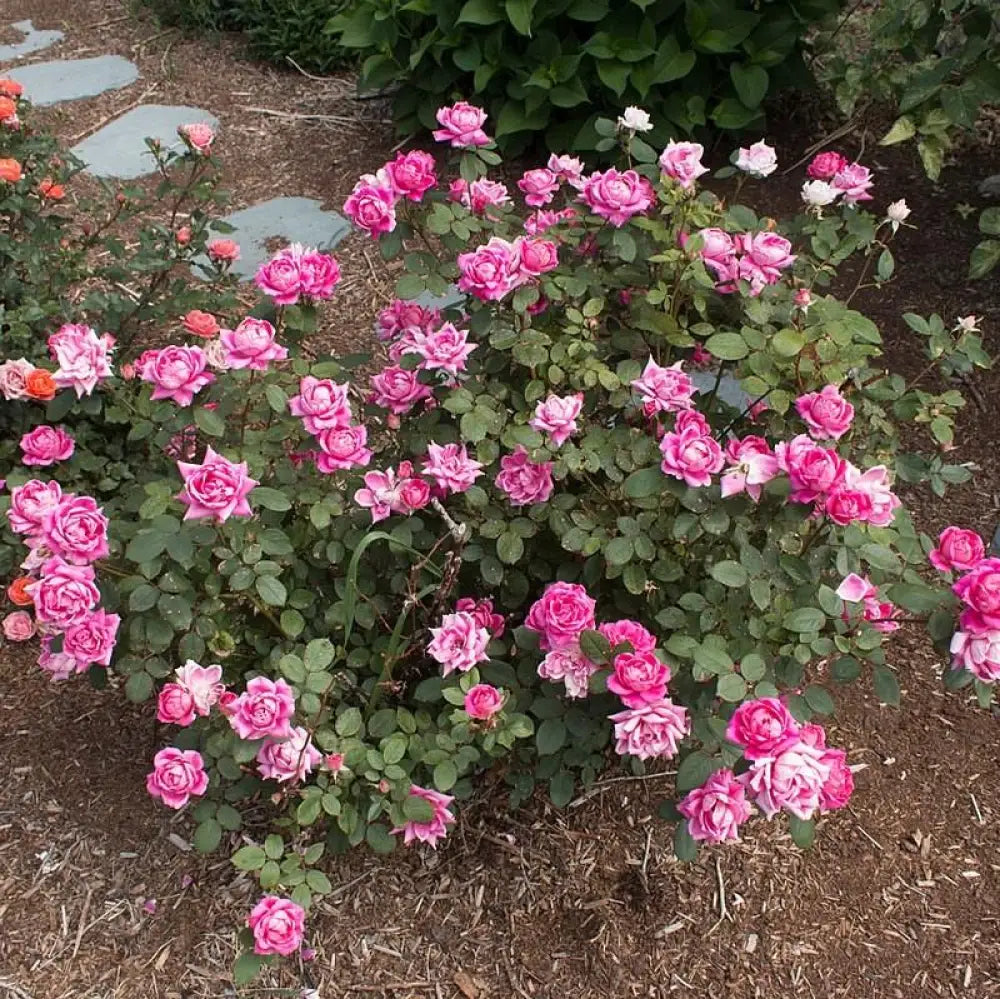 Double Pink Knock Out® Rose Shrub