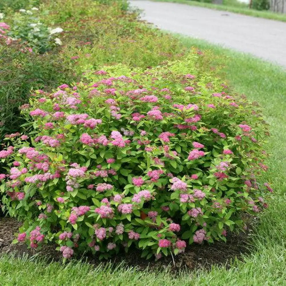 Double Play® Big Bang Spirea 3 GALLON Shrub