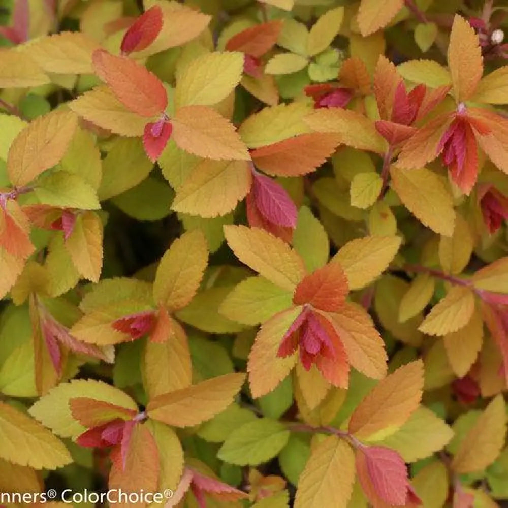 Double Play® Big Bang Spirea 3 GALLON Shrub