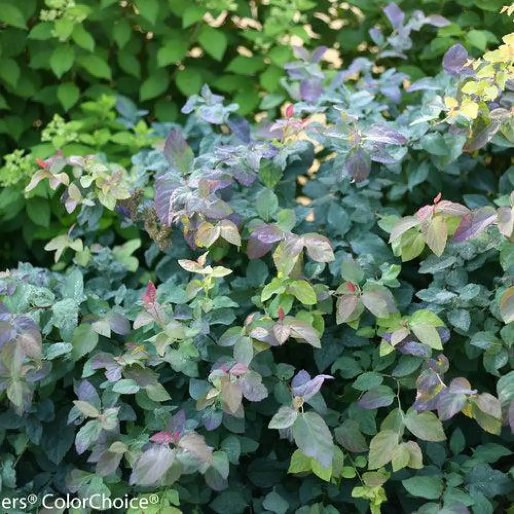 Double Play® Blue Kazoo Spirea 3 GALLON Shrub