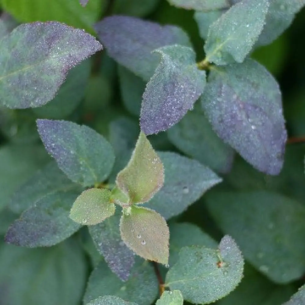 Double Play® Blue Kazoo Spirea 3 GALLON Shrub