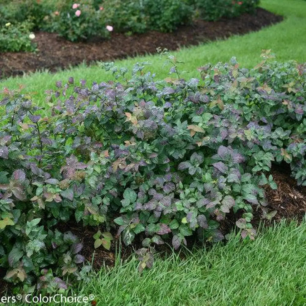 Double Play® Blue Kazoo Spirea 3 GALLON Shrub