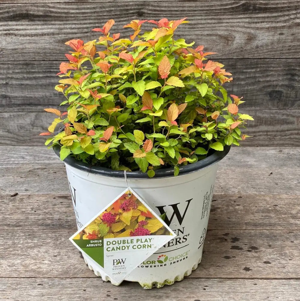 Double Play® Candy Corn® Spirea Shrub