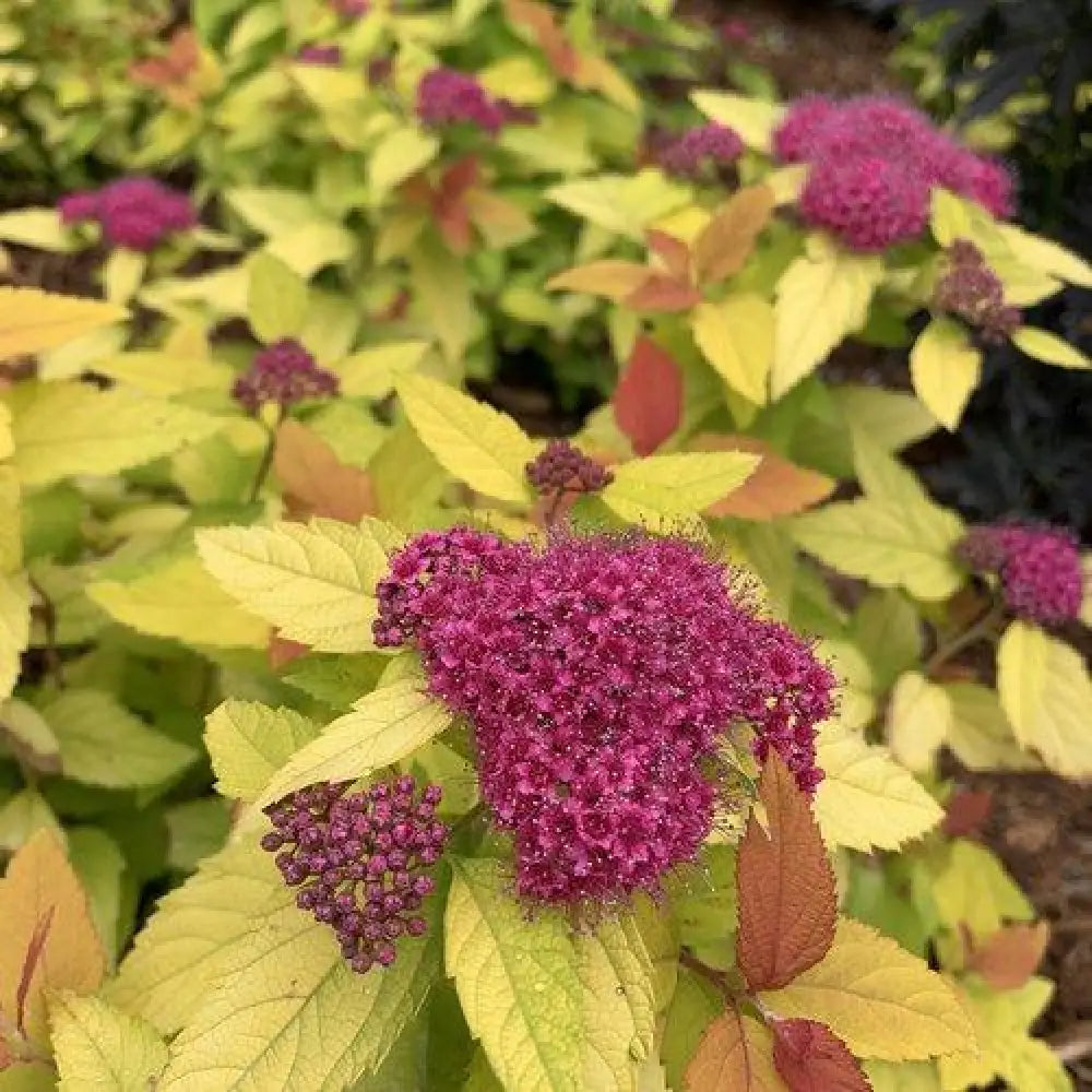 Double Play® Candy Corn® Spirea Shrub