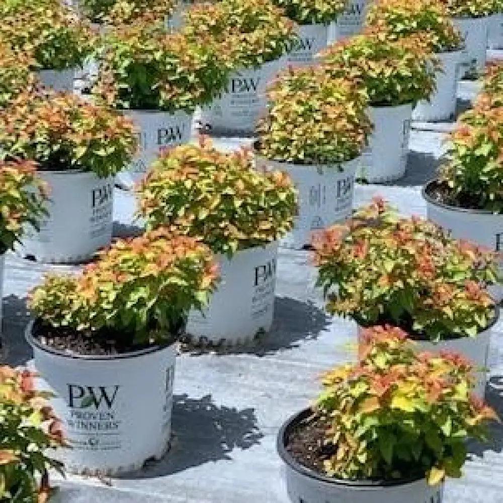 Double Play® Candy Corn® Spirea Shrub