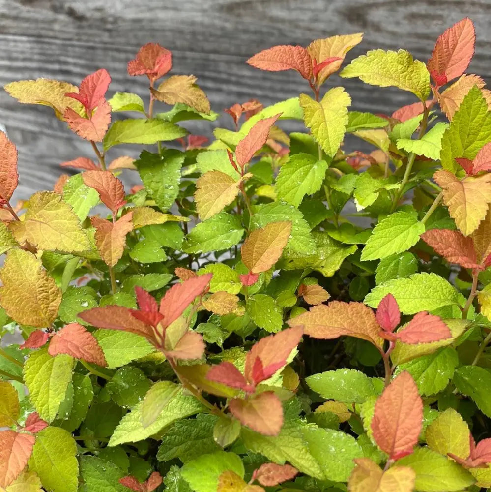 Double Play® Candy Corn® Spirea Shrub