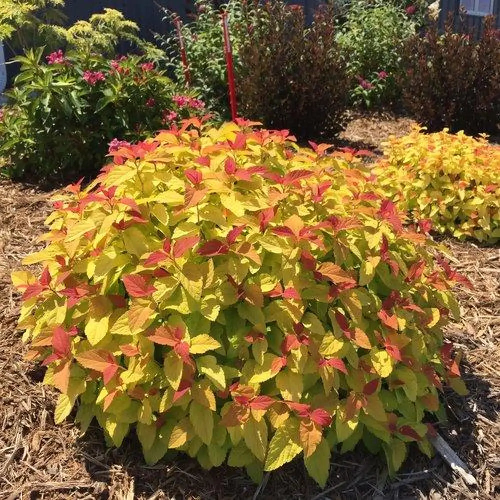 Double Play® Candy Corn® Spirea Shrub
