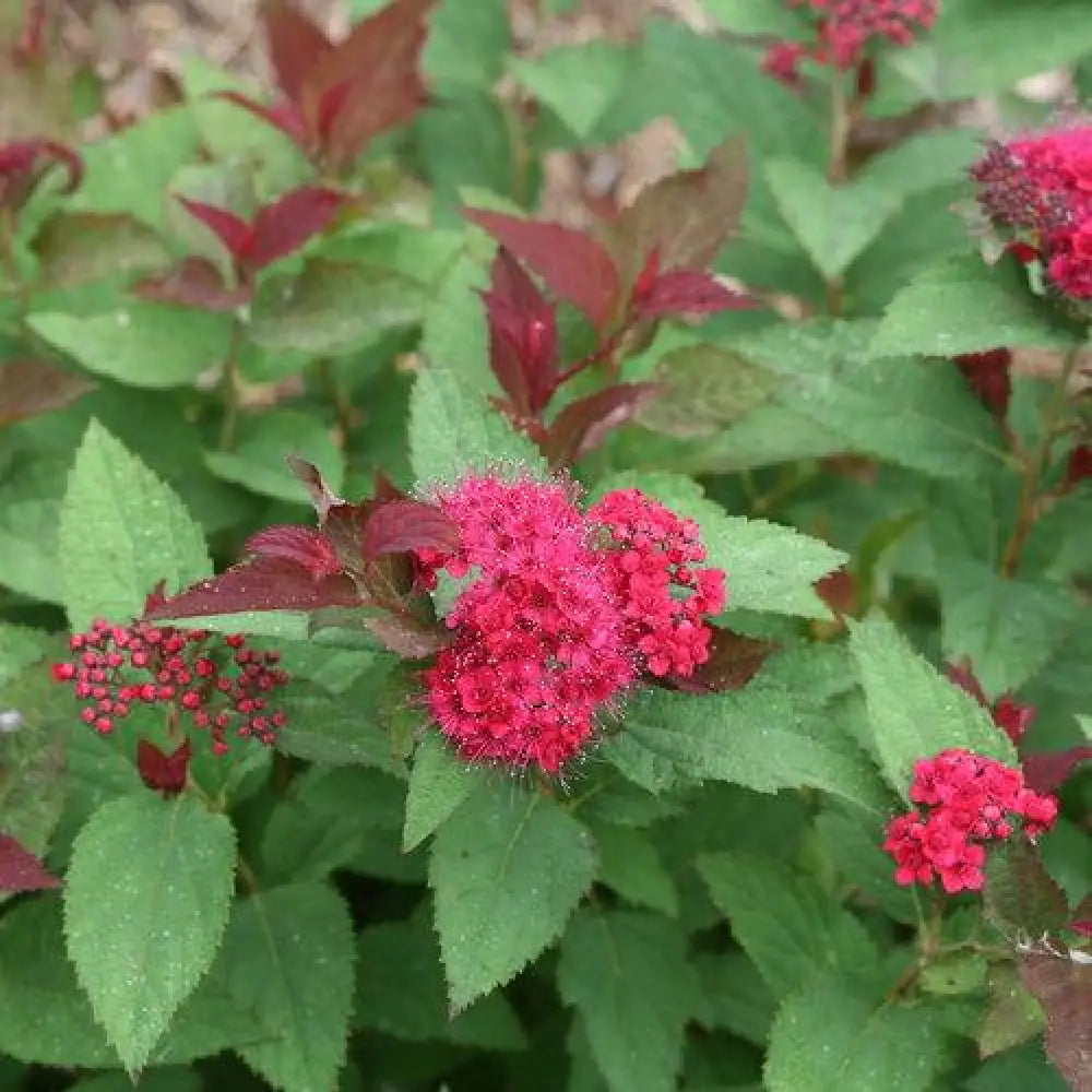 Double Play® Doozie Spirea 3 GALLON Shrub