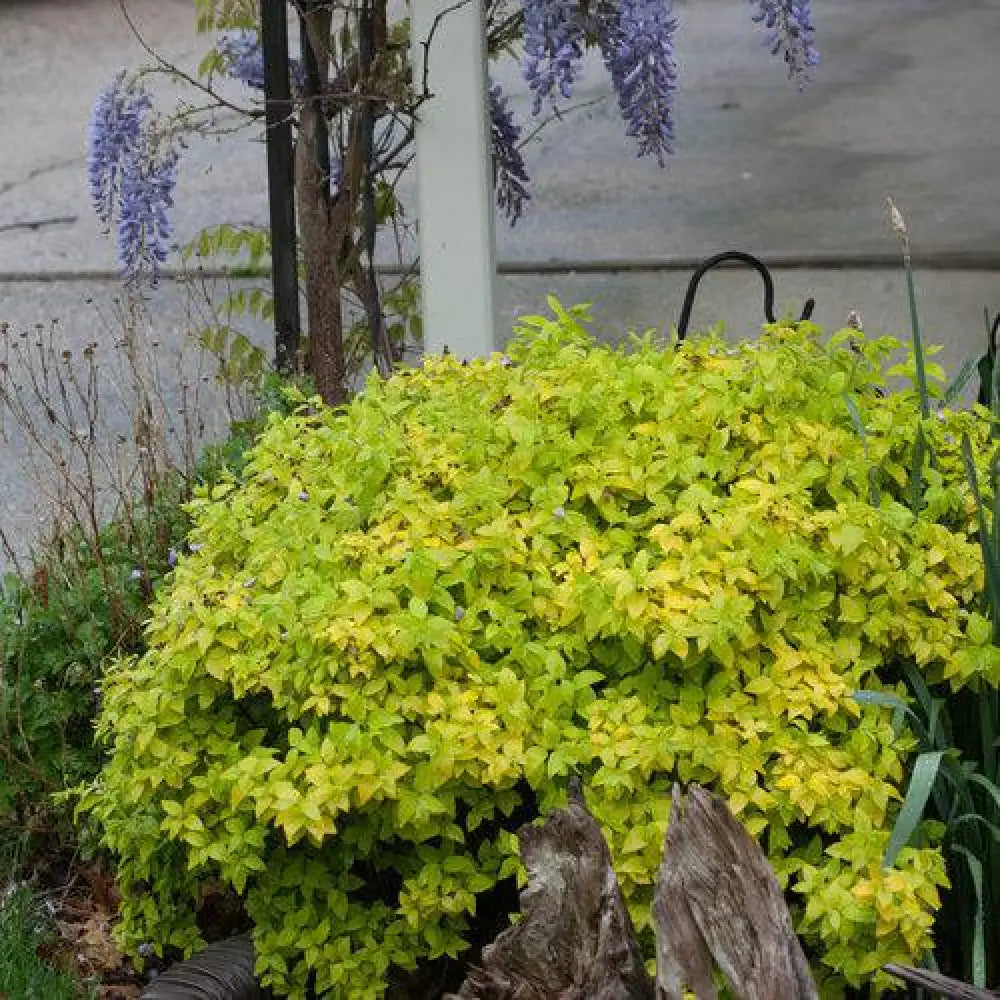 Double Play® Gold Spirea 3 GALLON Shrub