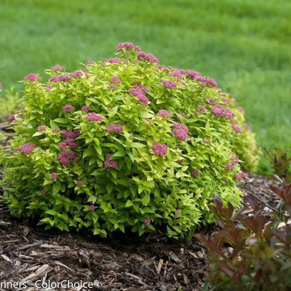 Double Play® Gold Spirea 3 GALLON Shrub