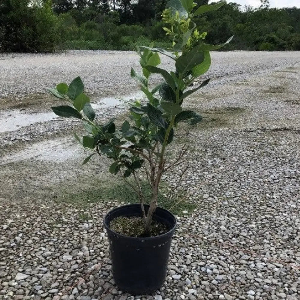 Duke Highbush Blueberry Shrub