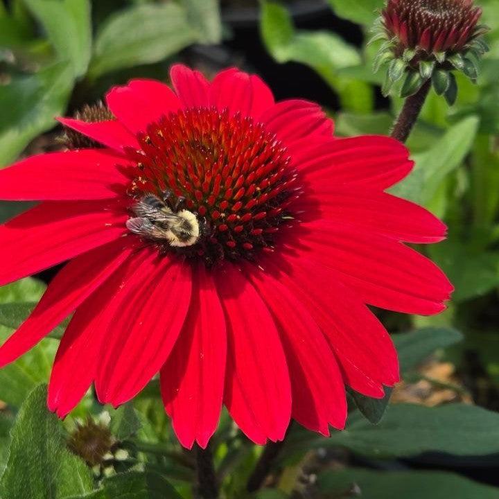 Echinacea purpurea 'SunMagic Vintage Hot Red' - SunMagic® Vintage Hot Red Echinacea