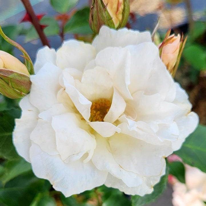 Rosa 'BAIcham' - Easy Elegance® Champagne Wishes Rose