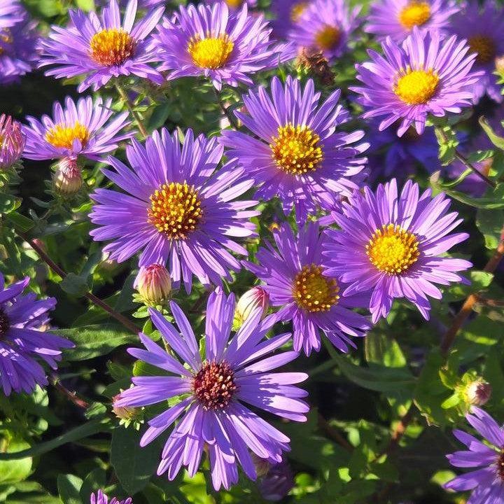 Aster oblongifolium 'Twilight Sky' - Twilight Sky Aromatic Aster