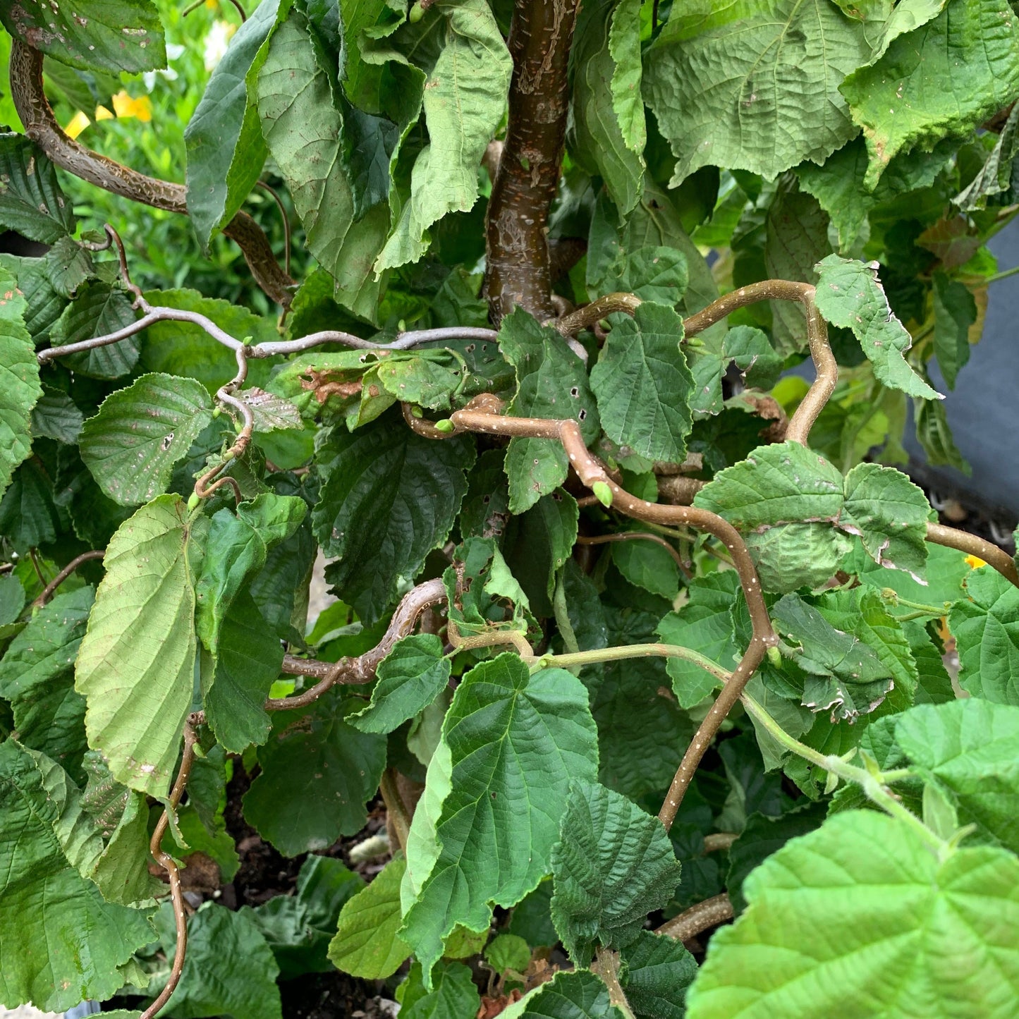 Corylus avellana 'Contorta' - Contorted Filbert, Harry Lauder’s Walking Stick