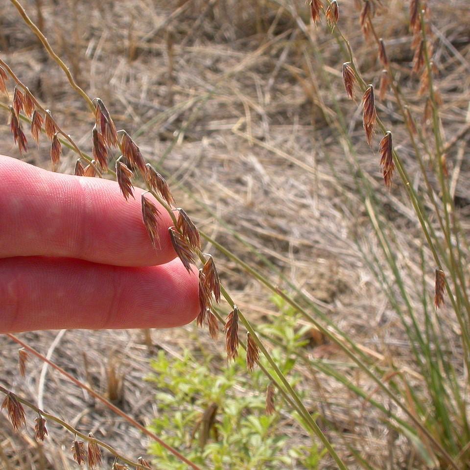 Bouteloua curtipendula - Sideoats Grama