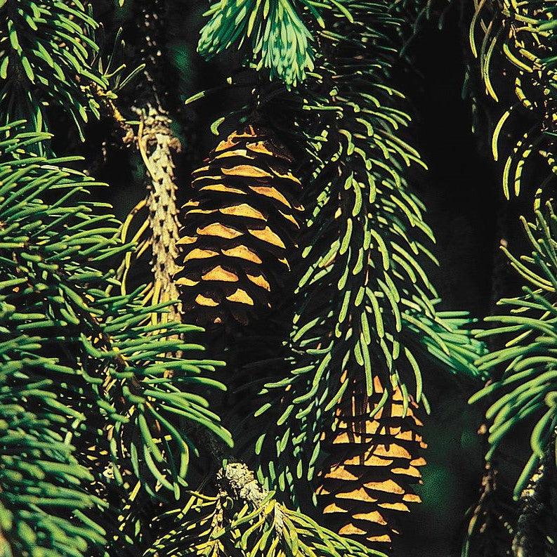 Picea glauca var. densata - Black Hills Spruce