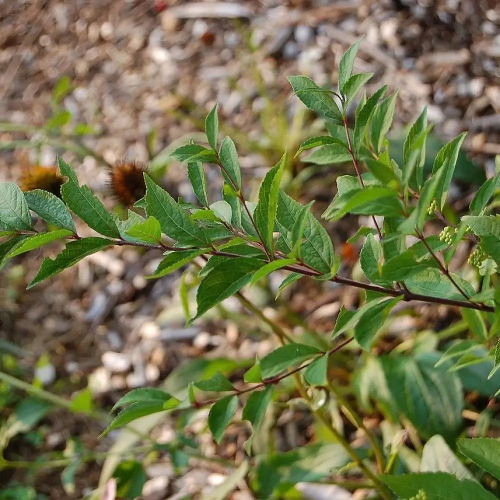 Early Amethyst Beautyberry 3 GALLON Shrub
