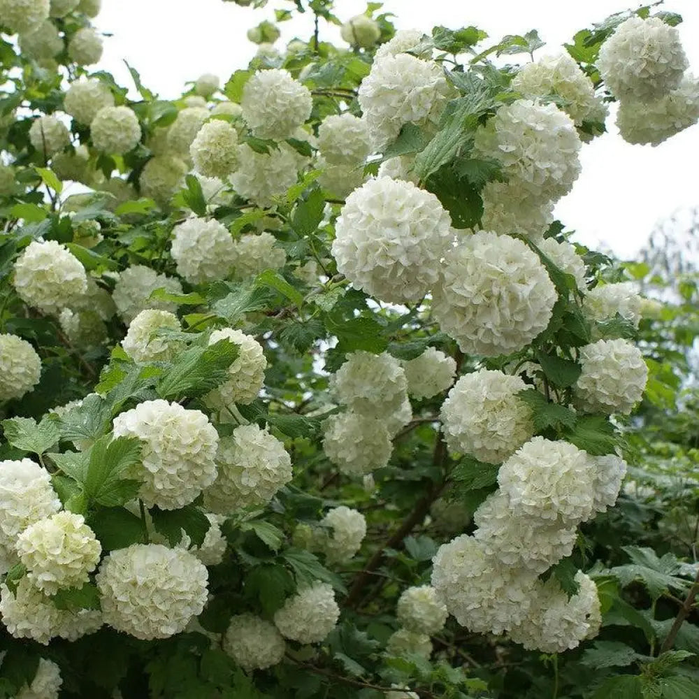 Eastern Snowball 3 GALLON Shrub