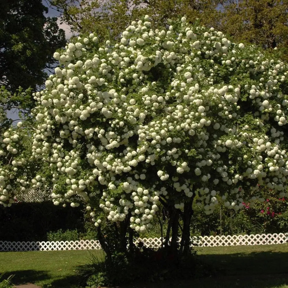 Eastern Snowball 3 GALLON Shrub