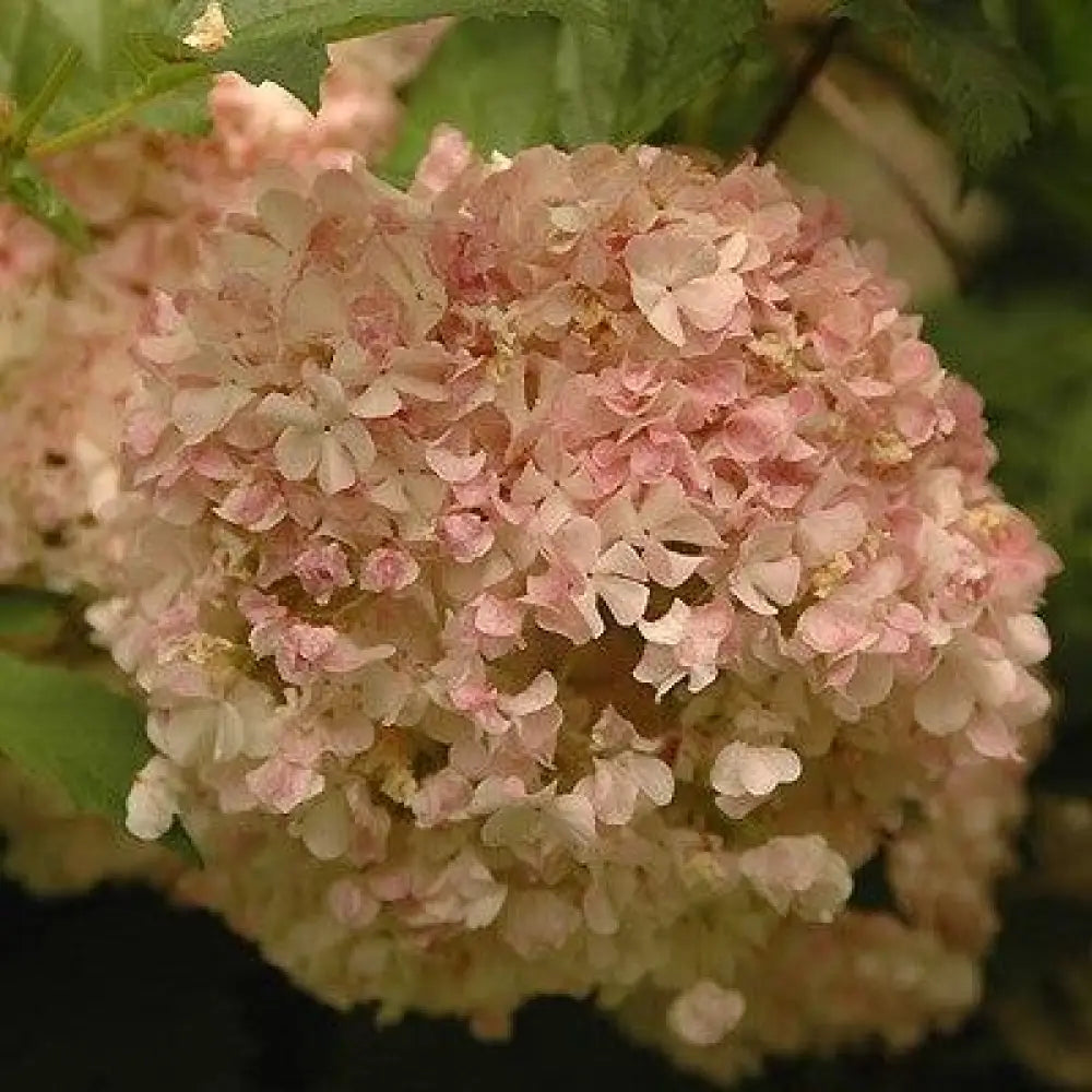 Eastern Snowball 3 GALLON Shrub