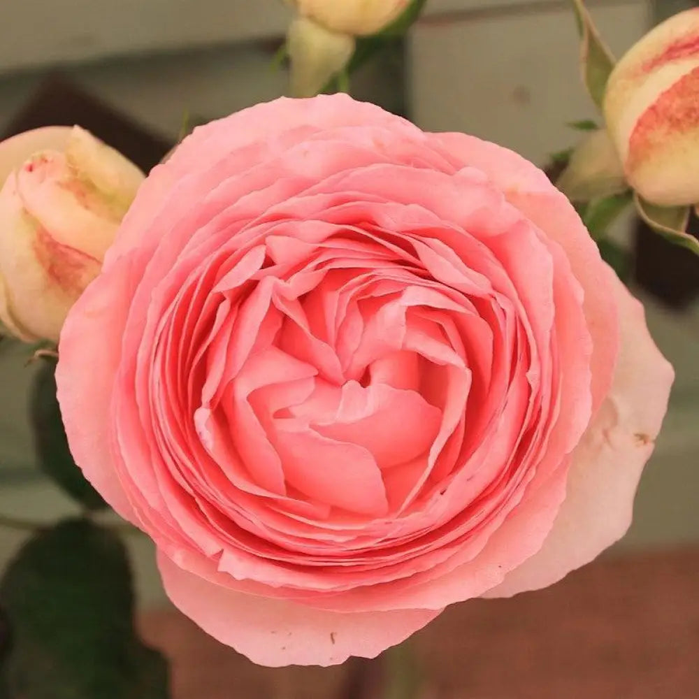 Eden® Rose 3 GALLON Shrub