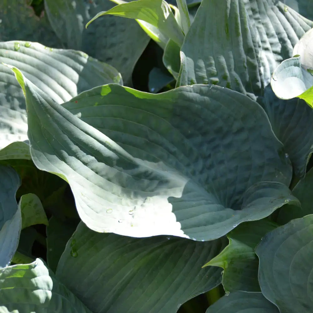 Elegans Hosta Perennial
