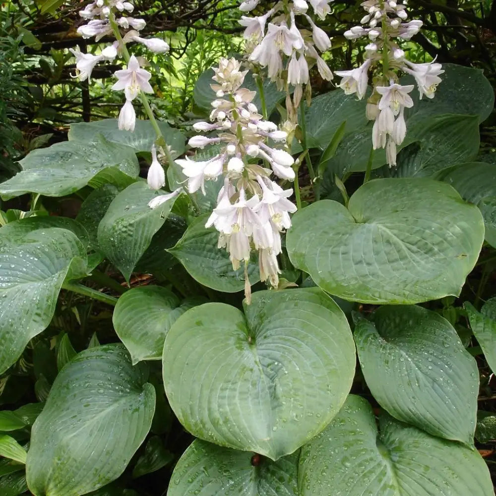 Elegans Hosta Perennial