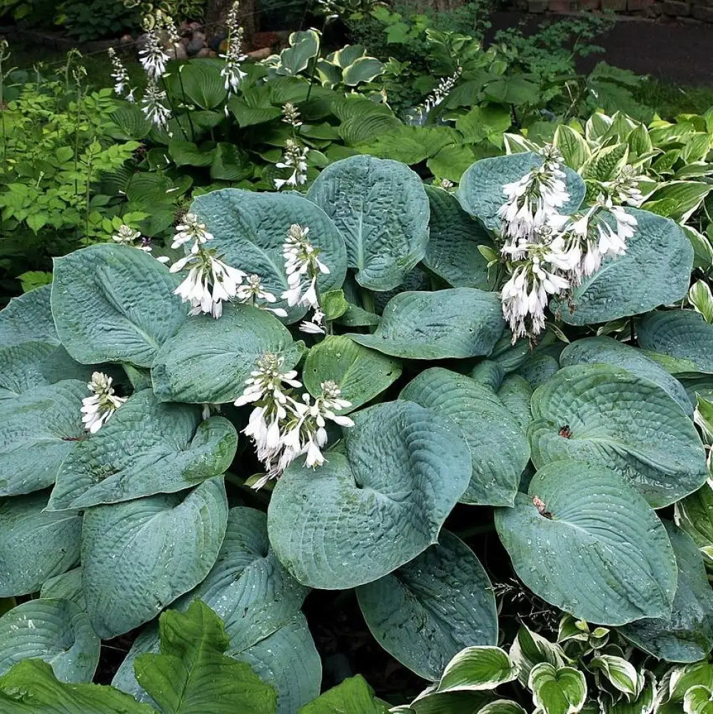 Elegans Hosta Perennial