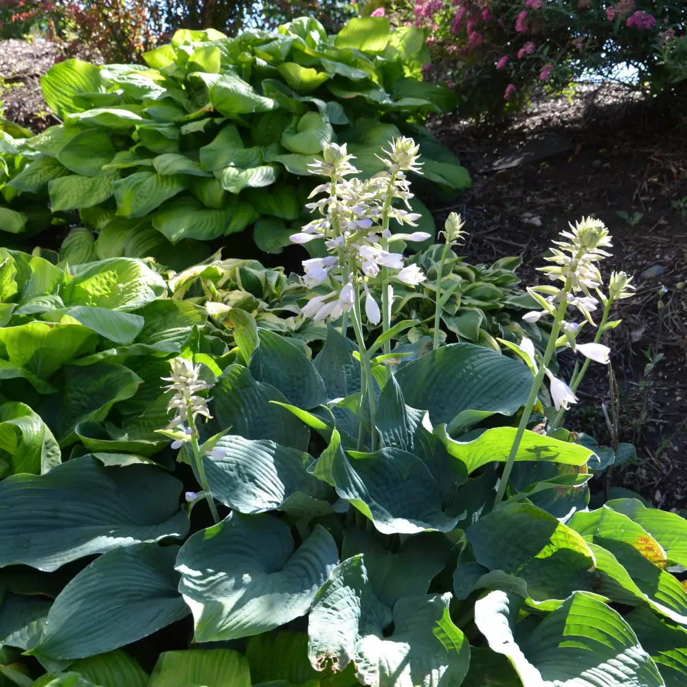 Elegans Hosta Perennial