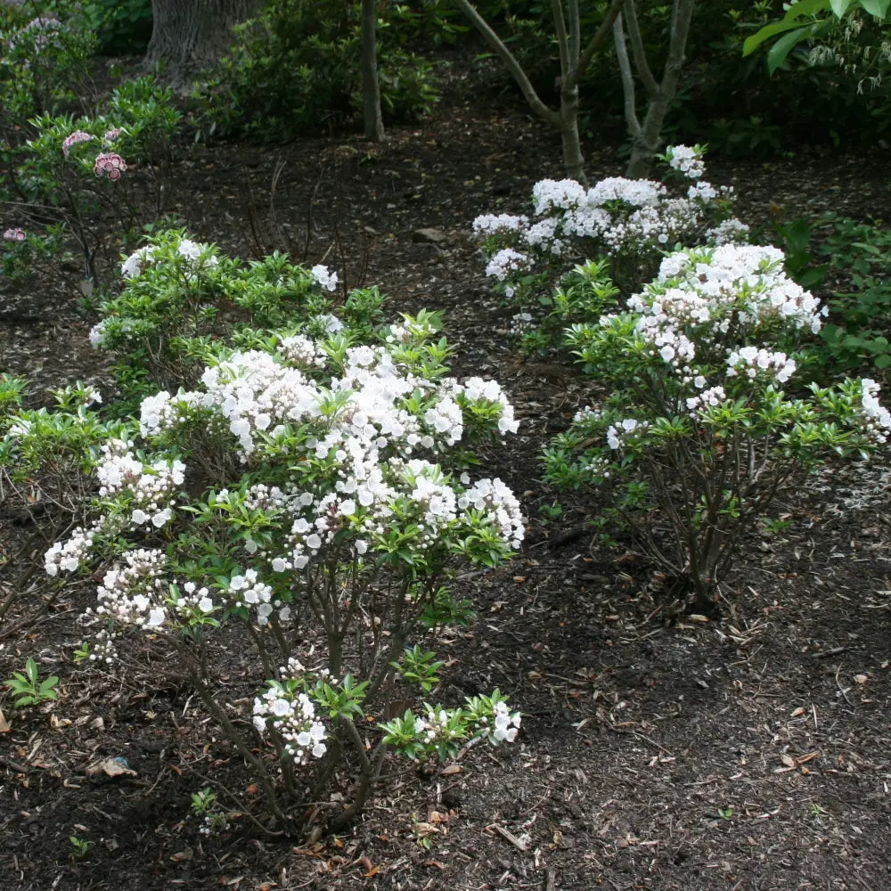 Elf Mountain Laurel Shrub