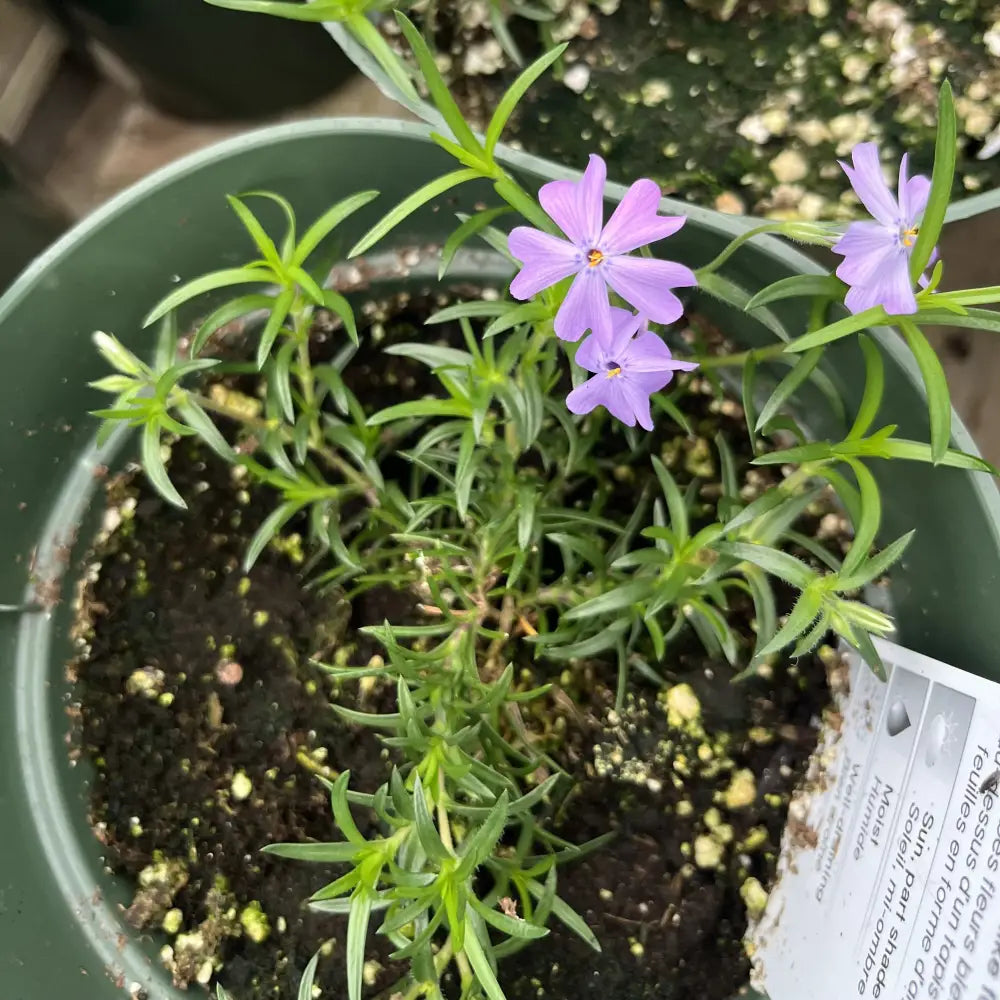 Emerald Blue Creeping Phlox 1 GALLON Perennial
