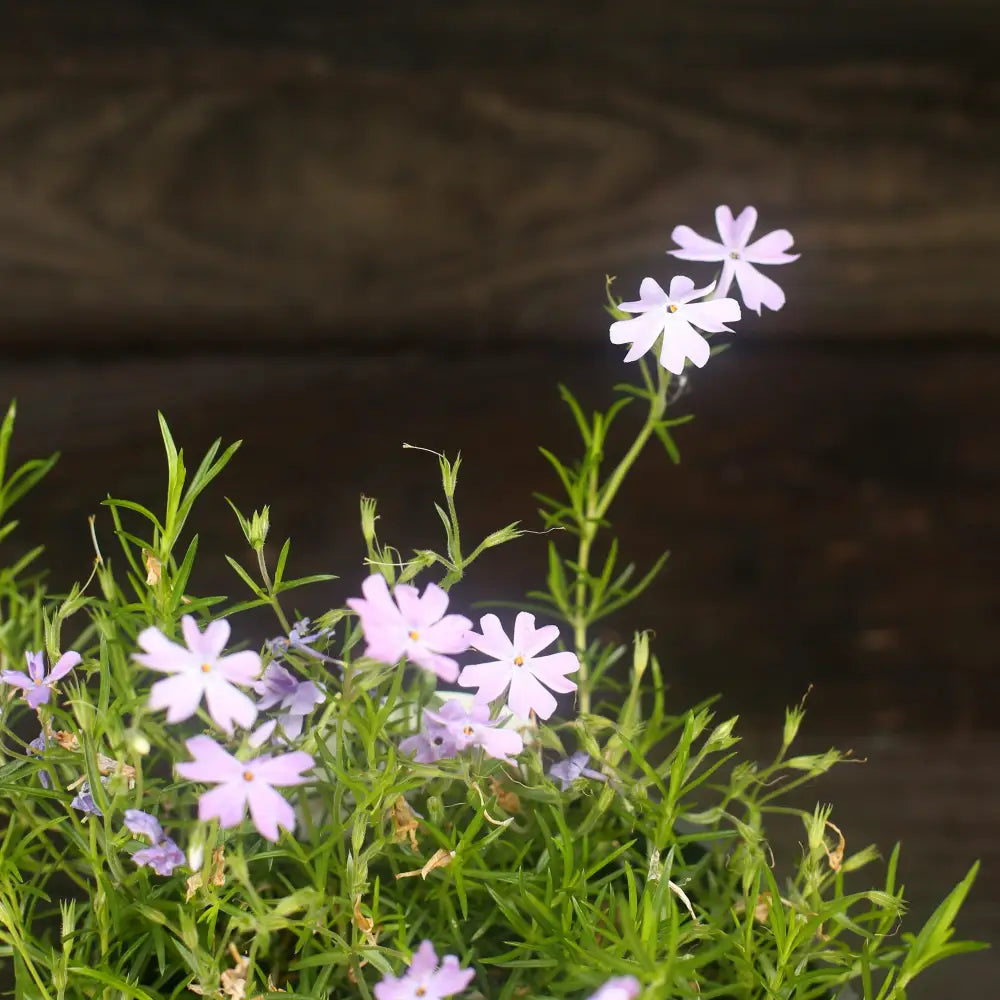 Emerald Blue Creeping Phlox 1 GALLON Perennial