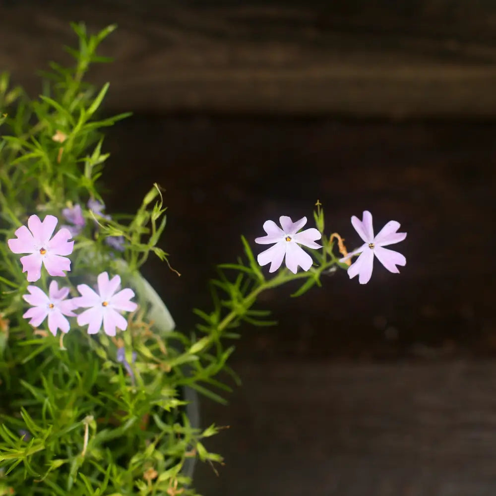 Emerald Blue Creeping Phlox 1 GALLON Perennial